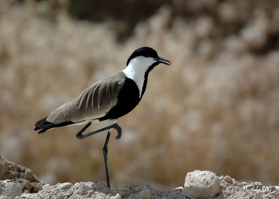 Natur vogel flügel tierwelt