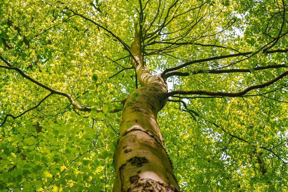 Tree nature forest outdoor