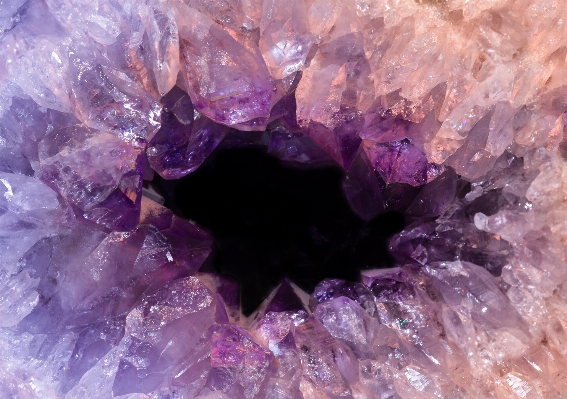 Rock flower purple petal Photo