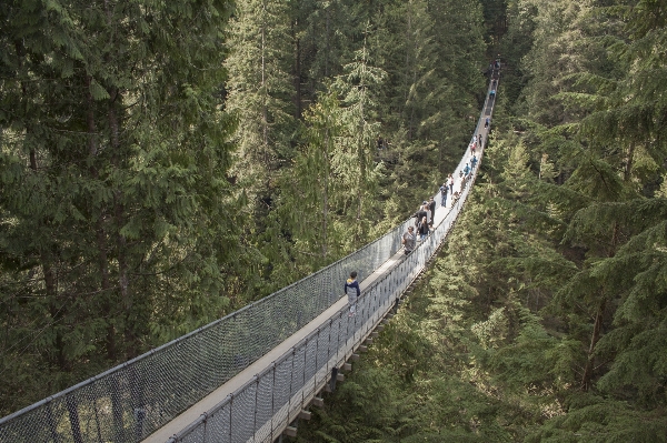 Landscape forest wilderness pedestrian Photo