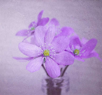 Blossom plant flower purple Photo