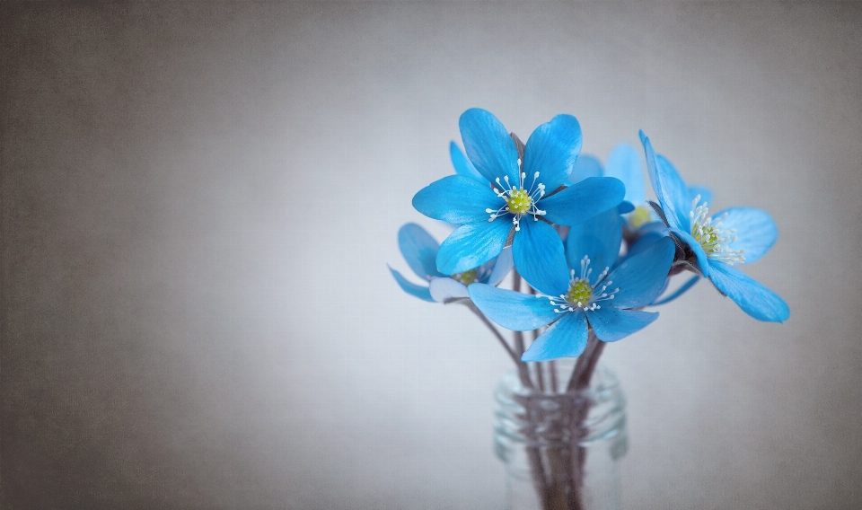 Branch blossom plant flower