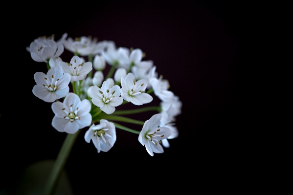 Blossom plant white photography Photo