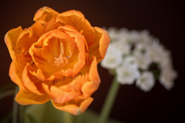 Blossom plant flower petal Photo