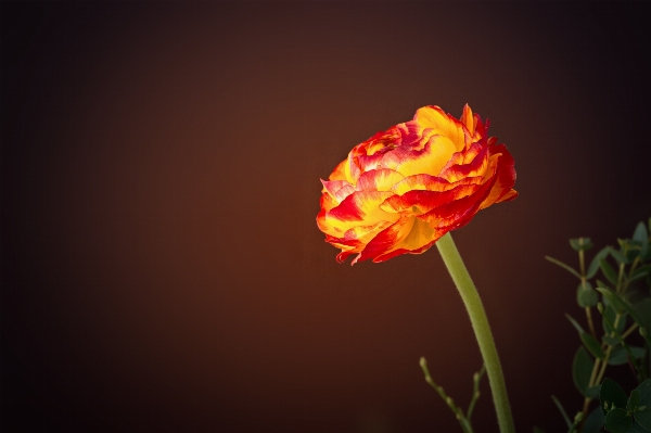 Blossom plant flower petal Photo