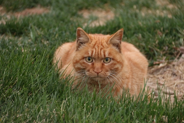 Grass outdoor prairie animal Photo