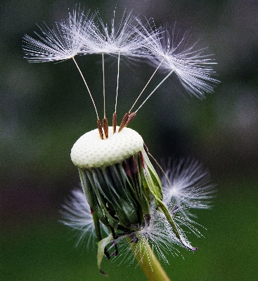 自然 草 ブランチ 植物 写真