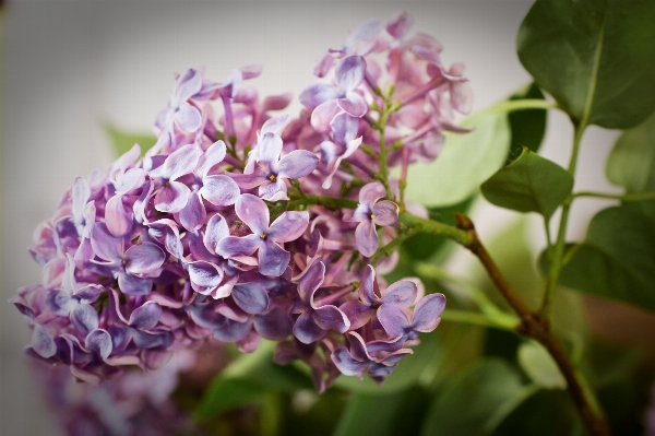 Photo Nature fleurir usine fleur