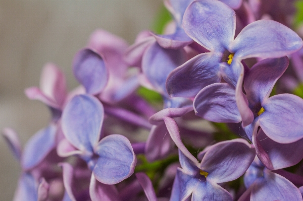 Foto Natura fiore pianta viola