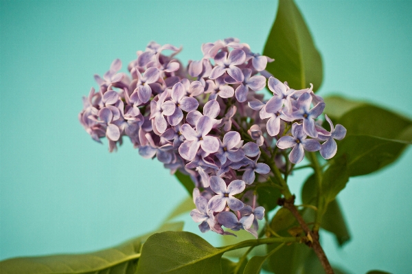 自然 花 植物 紫 写真