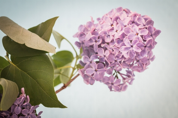 Nature branch blossom plant Photo