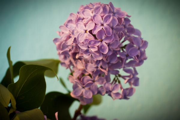 Nature blossom plant photography Photo