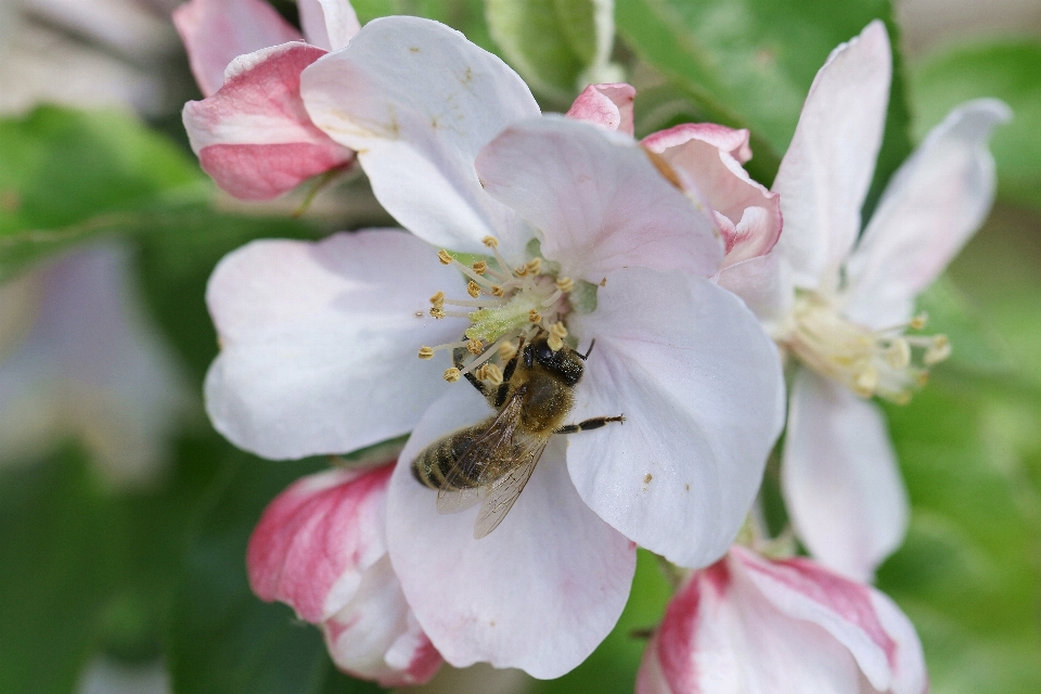 Travail fleurir usine fleur