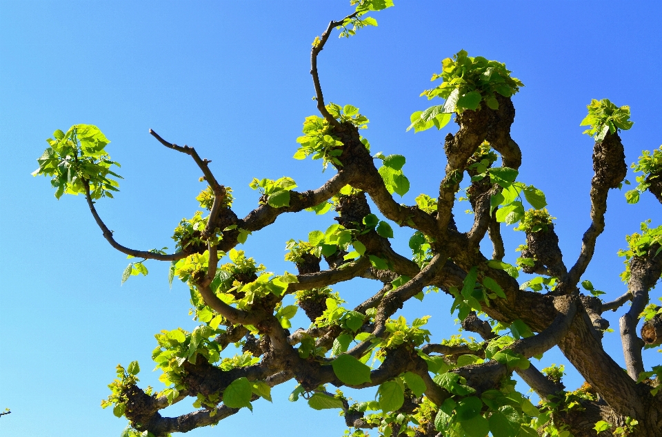 Tree nature branch blossom