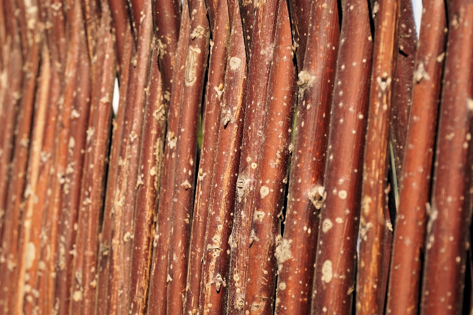 Tree branch fence structure