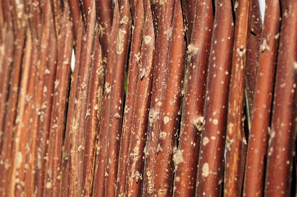 Tree branch fence structure Photo