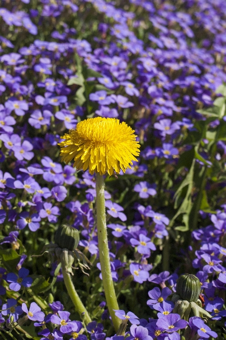 Naturaleza florecer planta campo