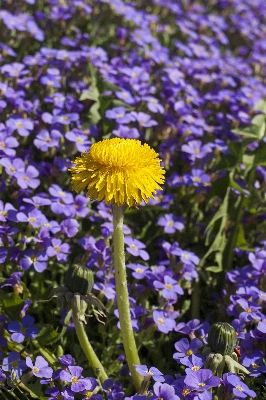 Nature blossom plant field Photo