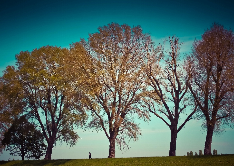 Paesaggio albero natura erba