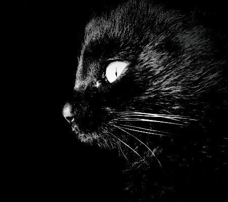 Foto Bianco e nero
 fotografia gatto mammifero