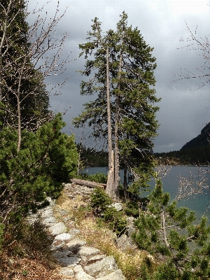 Foto Paesaggio albero natura foresta