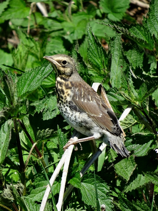 Naturaleza pájaro animal fauna silvestre