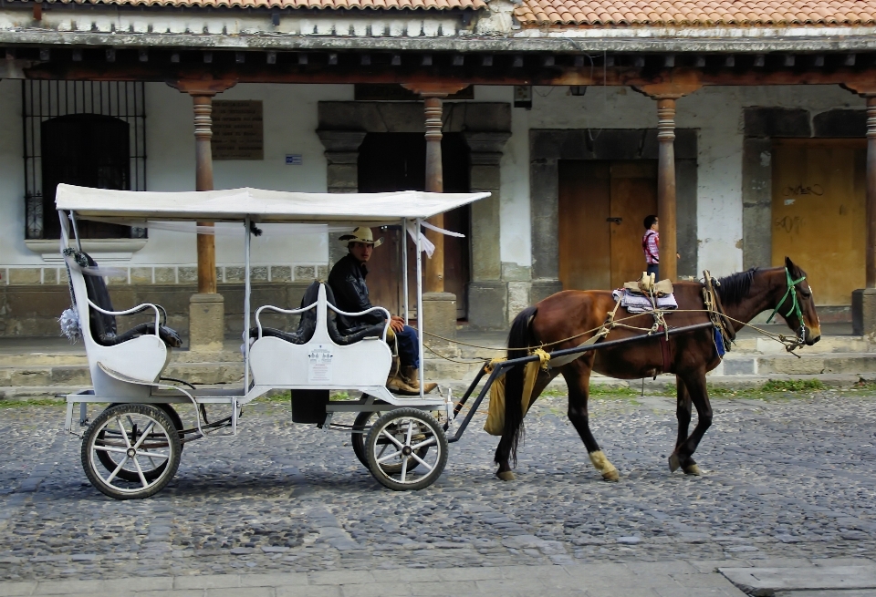 Wagen fahrzeug pferd mexiko