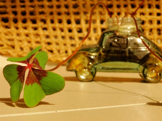 Plant leaf flower green Photo