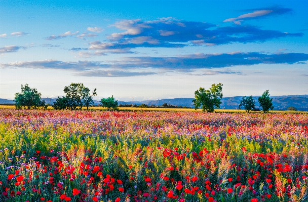 Landscape plant sky field Photo