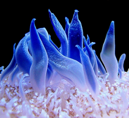 Sea ocean plant flower Photo