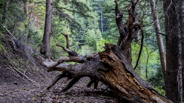 Foto Paisagem árvore natureza floresta