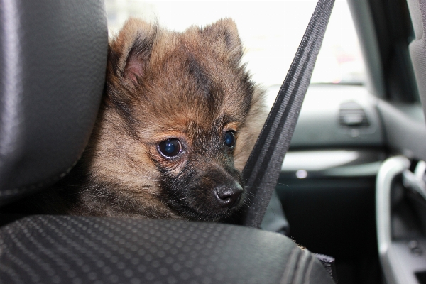 Car puppy dog animal Photo