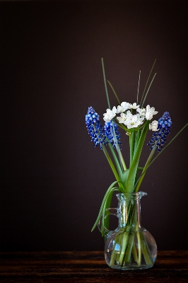 Plant white flower glass Photo