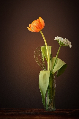 Blossom plant white flower Photo