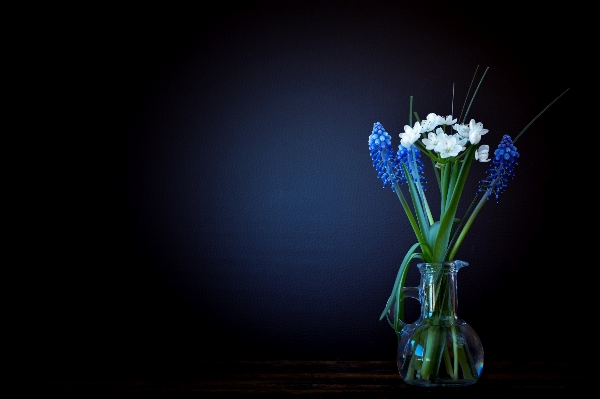 Light plant white night Photo