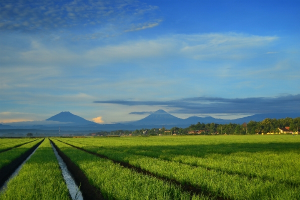 風景 自然 草 地平線 写真