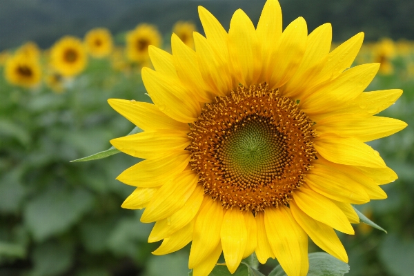 Foto Planta campo flor pétalo