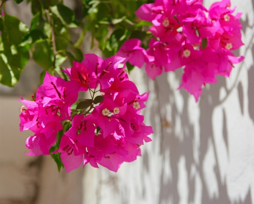 Blossom plant white leaf Photo