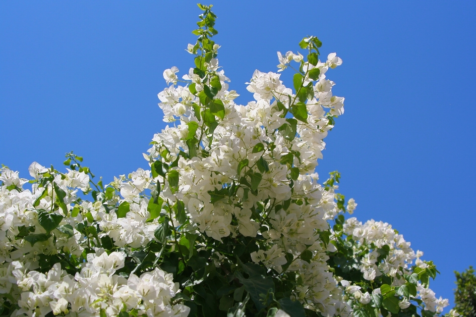 Rama florecer planta cielo