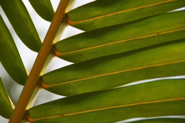 Tree nature grass branch Photo