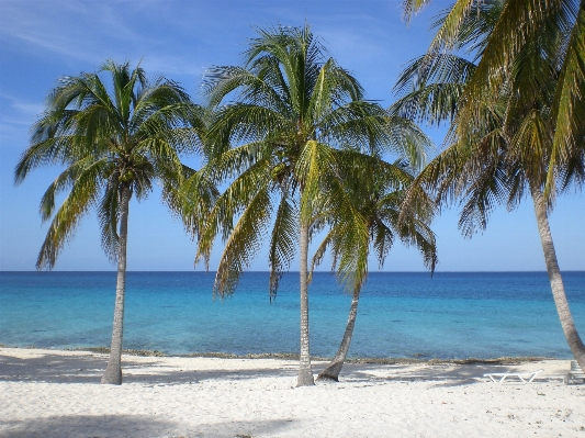 Beach sea coast tree Photo