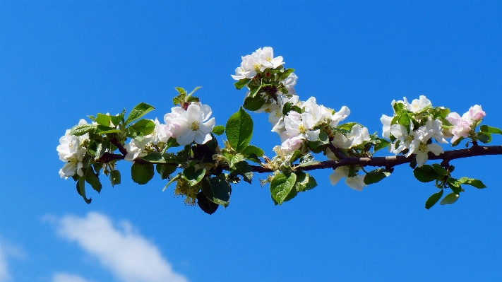 Apple tree branch blossom Photo