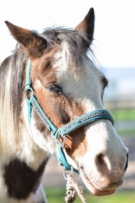 Animal portrait horse rein