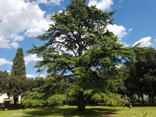 Foto Albero natura pianta fiore