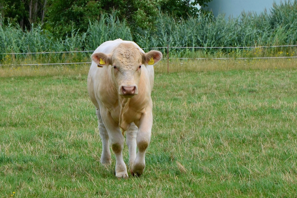 Natur gras feld bauernhof