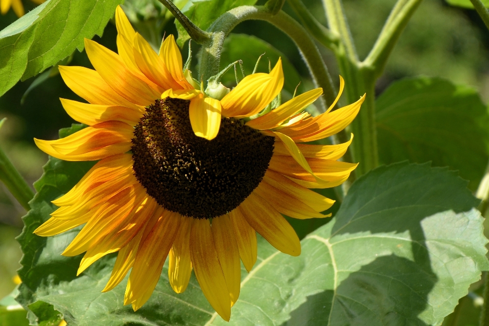 Blüte anlage feld blume