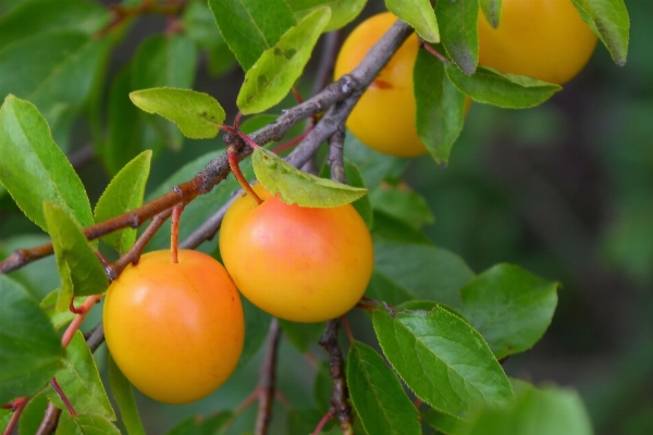 Tree branch plant fruit Photo