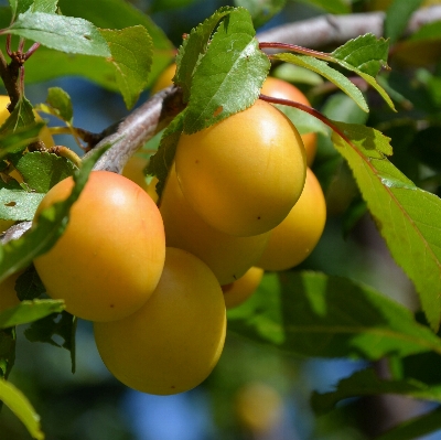 Tree branch plant fruit Photo