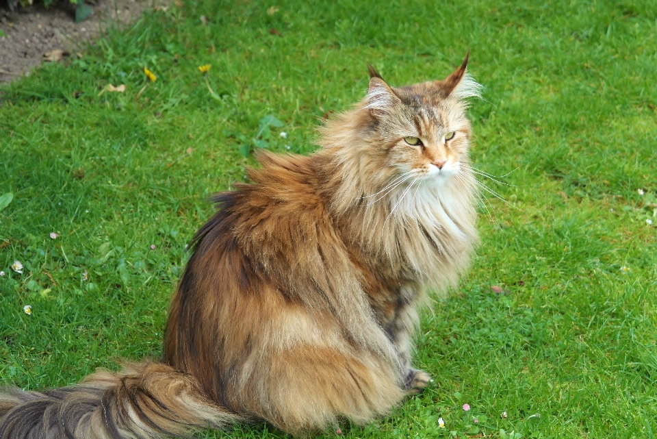 Césped mascota pelo gato