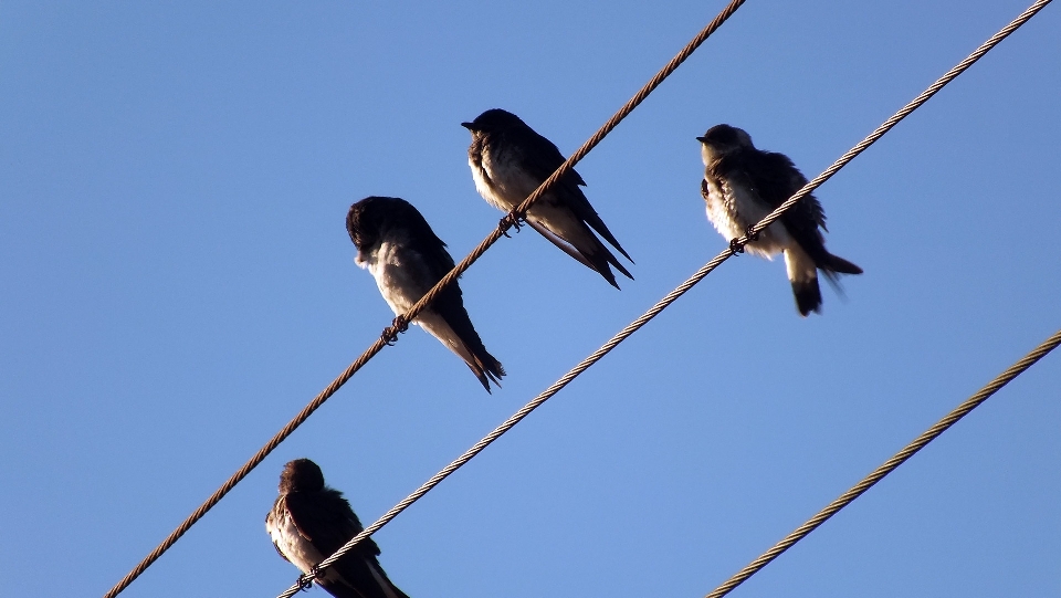 自然 鳥 羽 空